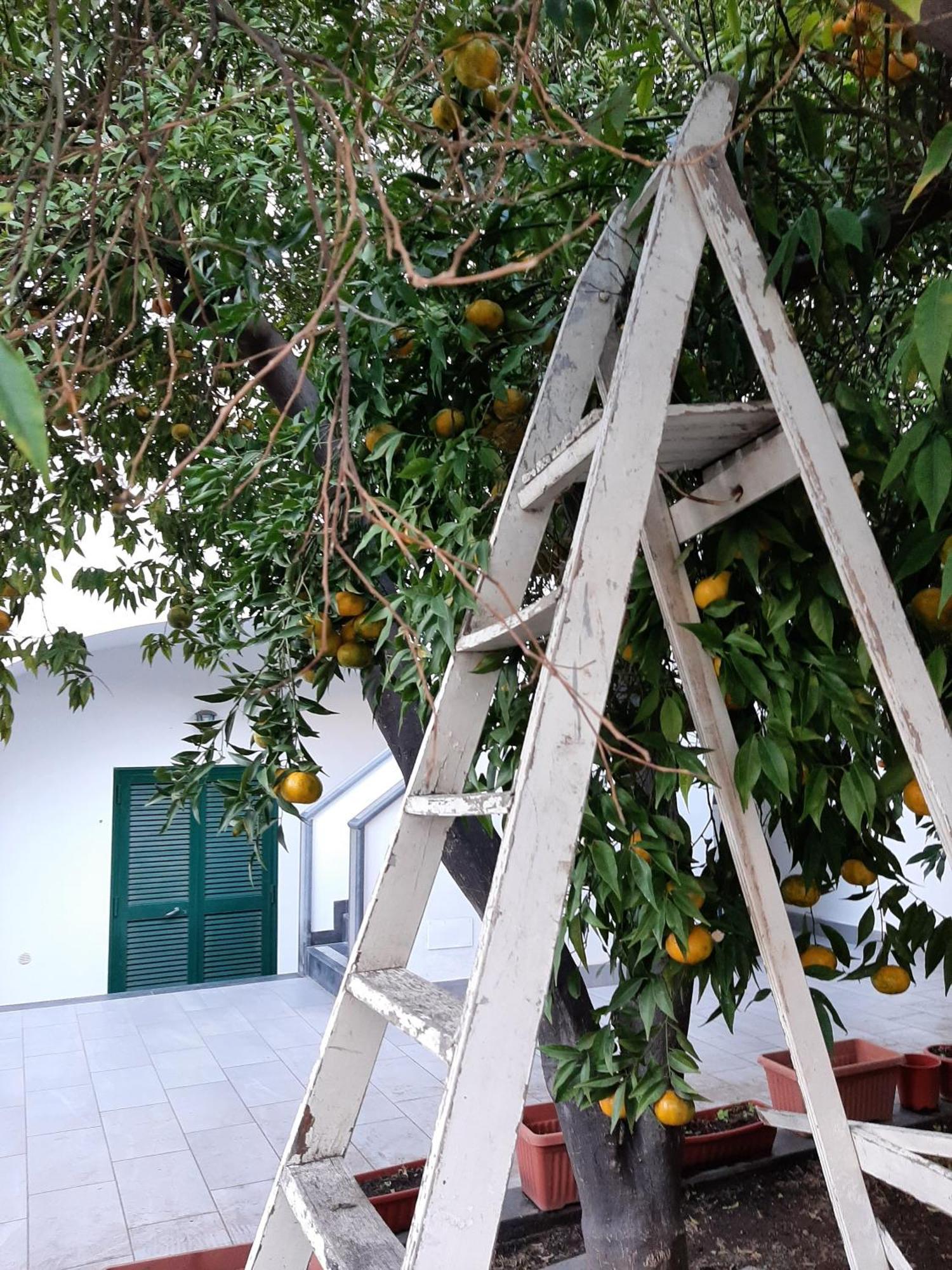 Lemon Tree Casa Vacanze Nel Verde Torre Annunziata Exterior foto